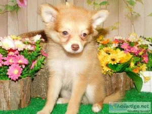 Pomeranian Female. Super Sweet Financing.