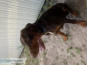 Beautiful Doberman male puppy