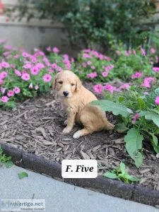 Goldendoodle F1B-Five
