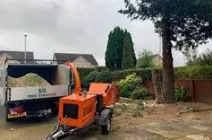 Professional Tree Cutting In Aberdeen  SG Tree Services