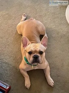French Bulldog