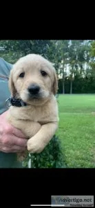 Labradoodle puppy (boy) FINN