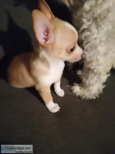 Chihuahua puppy