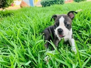 Boston Terrier Puppies