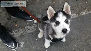 Female Aussie Husky Puppy needing home