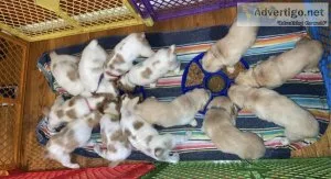 AKC Brittany spaniel puppies