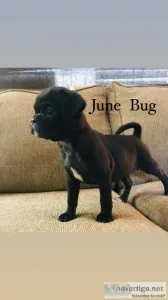 Bugg Boston TerrierPug BlackFemale