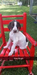 German shorthaired pointers