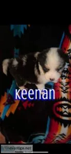 Male Aussie Husky Puppy needing home
