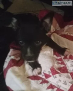 Chihuahua puppy