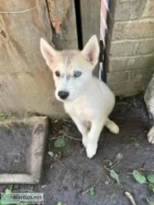 Beautiful White Female Alusky Husky Puppy