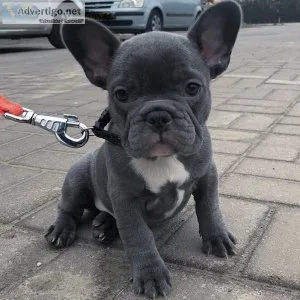 Blue French Bulldog Puppies