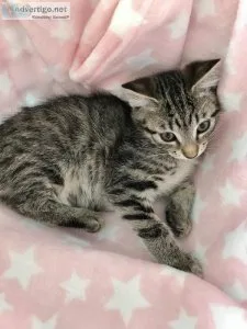Lovely little girl kitten for sale
