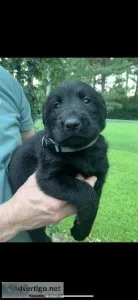 Labradoodle puppy (boy) GRAY