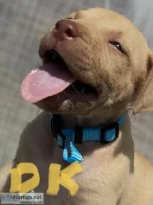 Pit bull pups for sale