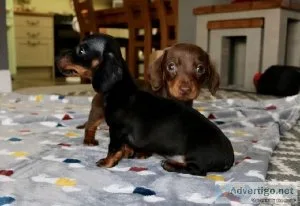 MINIATURE DACHSHUND PUPPIES