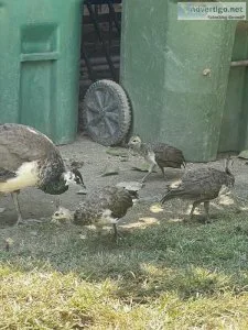 Peacock baby peafowl for sale