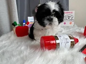 Shih Tzu Puppies for Sale
