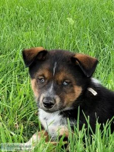 Husky mix puppies