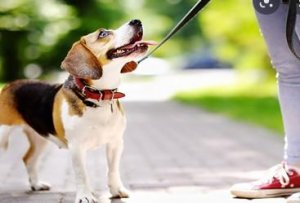 What Are the Best Dog Walking Companies