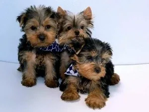 Yorkie Puppies Needs a New Family