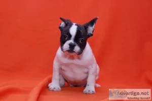 Puppies French bulldog