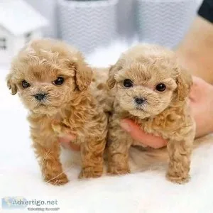 Lovely Poodle Puppies For Re-Homing