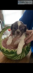 Shih-tzu Male Puppy