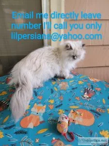 Himalayan blue cream point by Omaha fixed