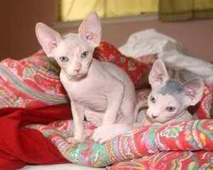 Male and Female Sphynx kitten kittens