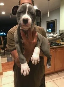Blue Nose American Pitbull Terrier Puppies