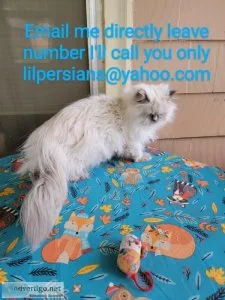 Persian Himalayan fixed female age 2 Omaha Nebraska area