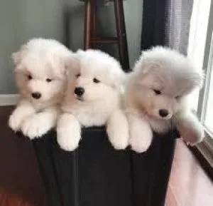 Playful Samoyed Puppies For a new home