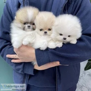 AKC Pomeranian pups