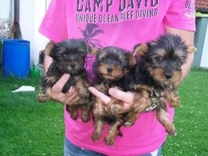 Purebred Tiny Yorkie Puppies Available For Good Homes.