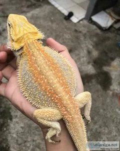 Beaded dragon