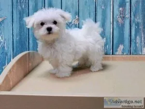 Purebred Maltese Puppies need new forever home