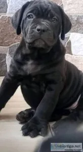 Cane corso Boerbull