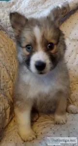 SheltiePomeranian mix