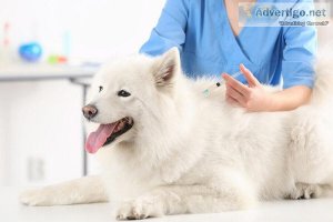 veterinary care at home