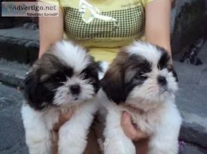 Lovely Pretty Shih Tzu Puppies