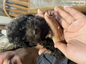 Toy Poodle MF