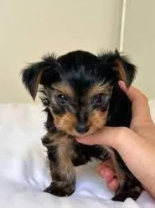 AKC Yorkie Puppies