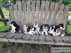 Purebred Husky Puppies