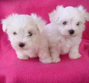 Teacup Maltese Puppies Needs a New Family