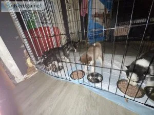 Purebred Siberian Husky Puppies