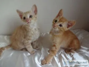 LaPerm kittens For Sale