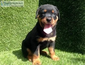 Cute Rottweiler Puppies Available