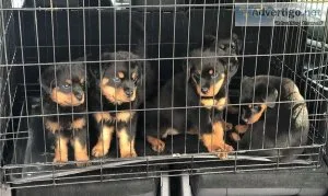 Beautiful Rottweiler Puppies for Adoption
