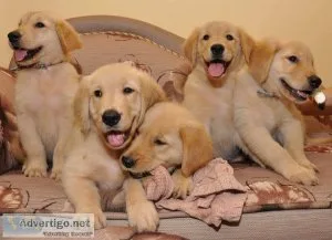 2 Golden Retriever Puppies